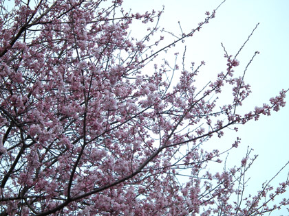 20120416sakura