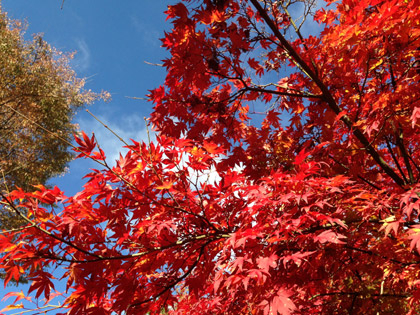 20121116