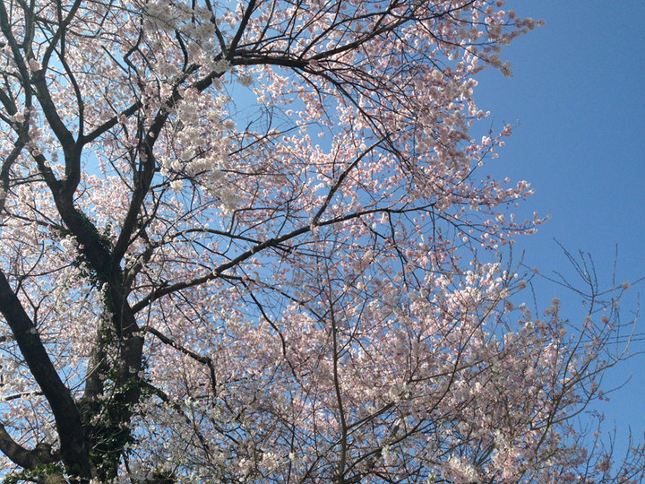 20130407sakura