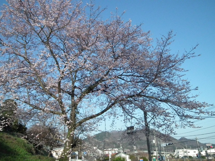 20140407sakura01
