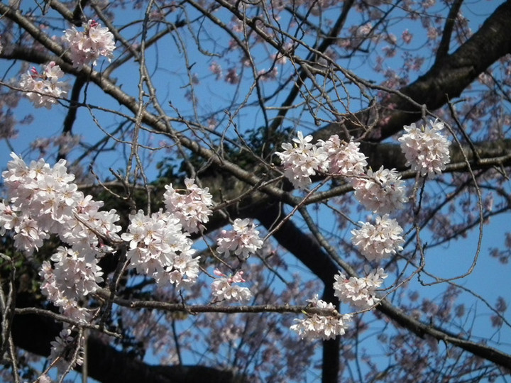 20140407sakura02
