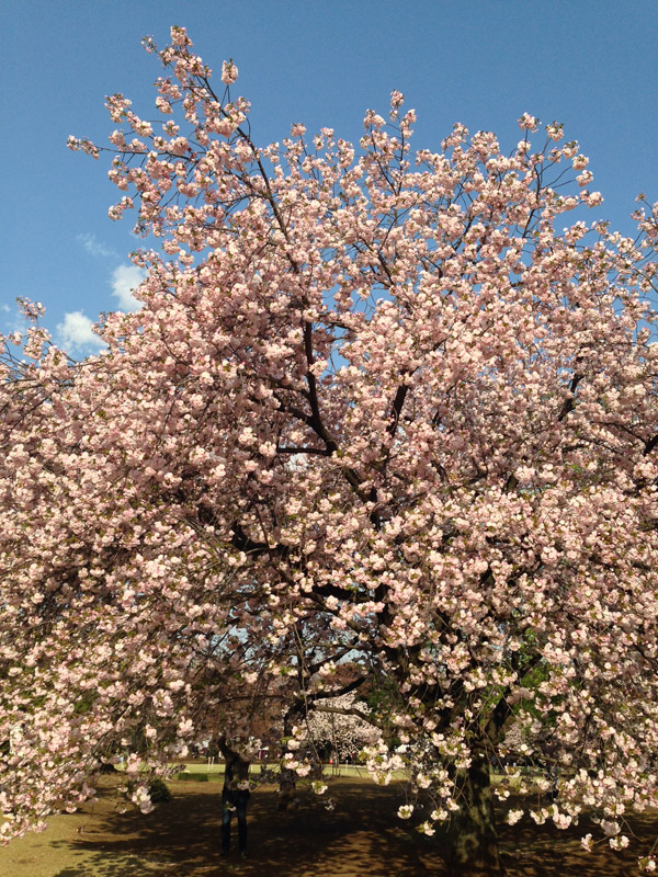 20140411sinjukugyoen03