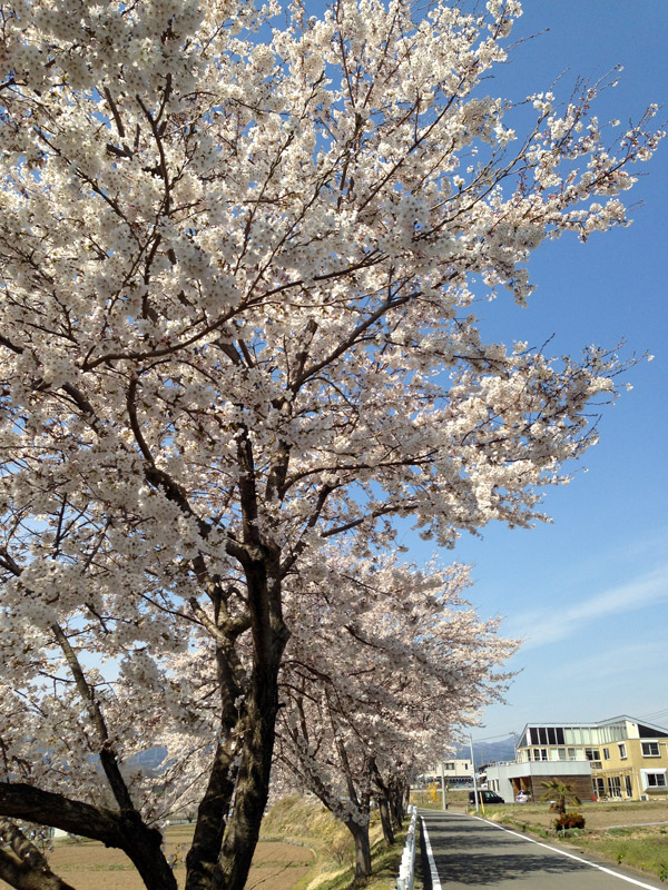 20140413sakura