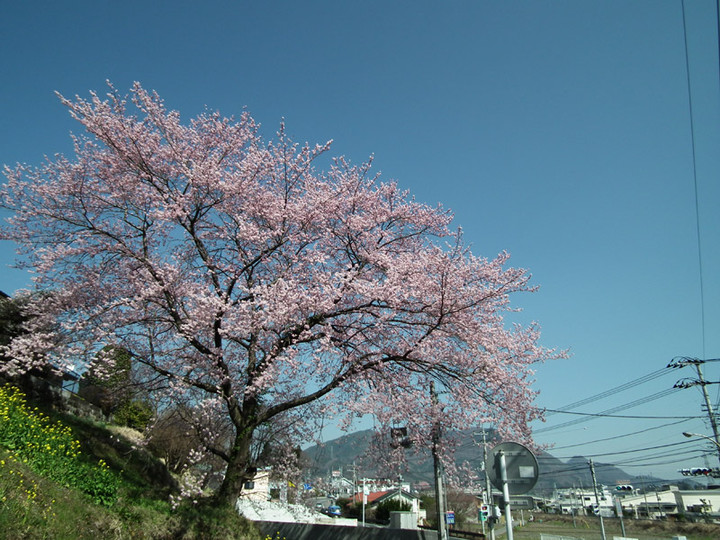 20150402sakura