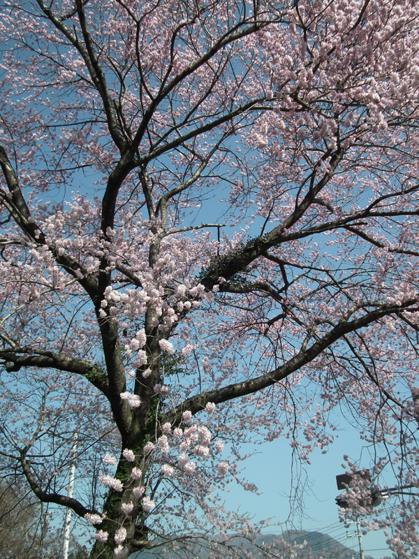 20150402sakura02