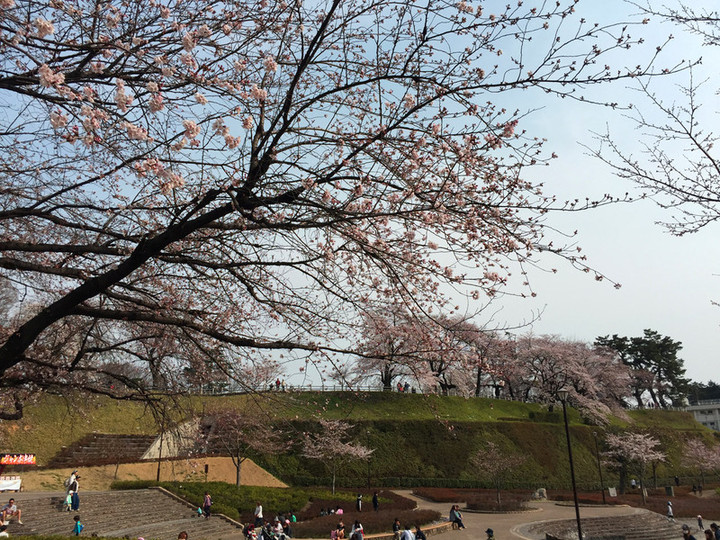 20160401sakura