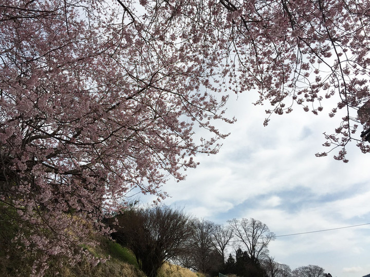 20160403sakura