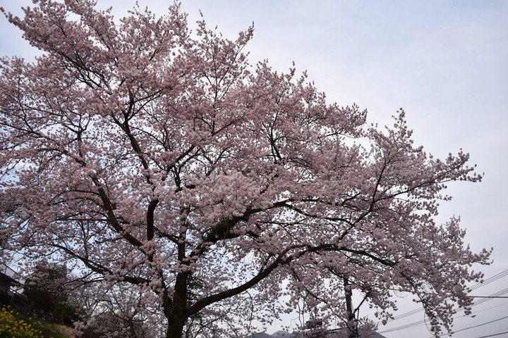 20160406sakura01