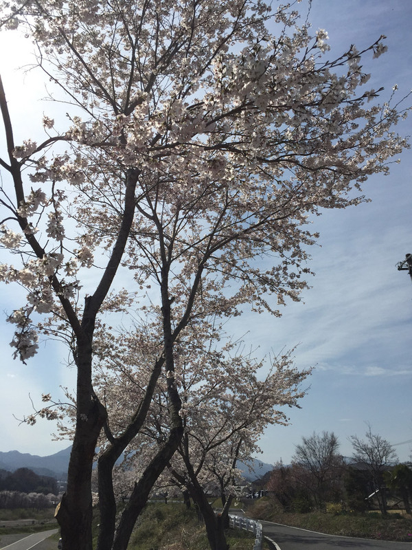 20160409sakura