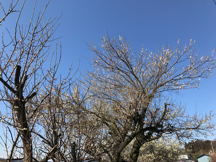 20170402ume