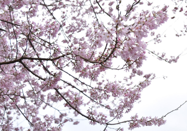 20170409sakura02