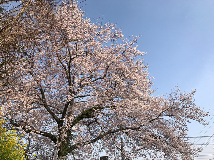 20170414sakura01