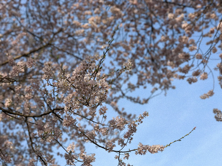20170414sakura02