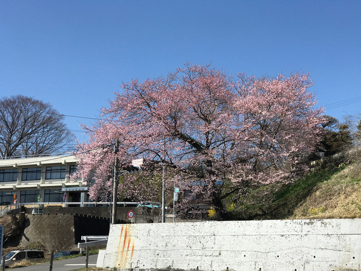 20180330sakura_01