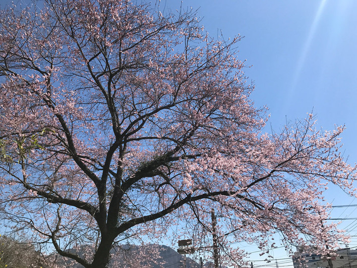 20180330sakura_02