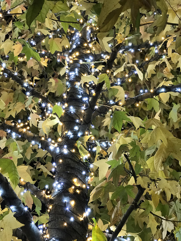 20181127xmas