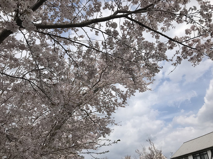 20190419sakura