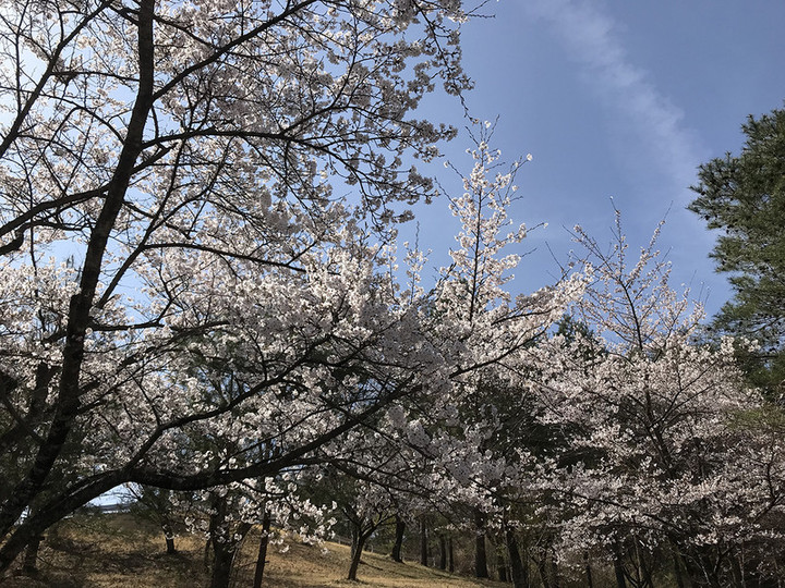20190423sakura