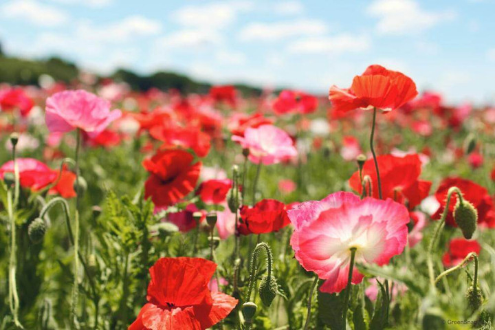 20220330coquelicot_flower
