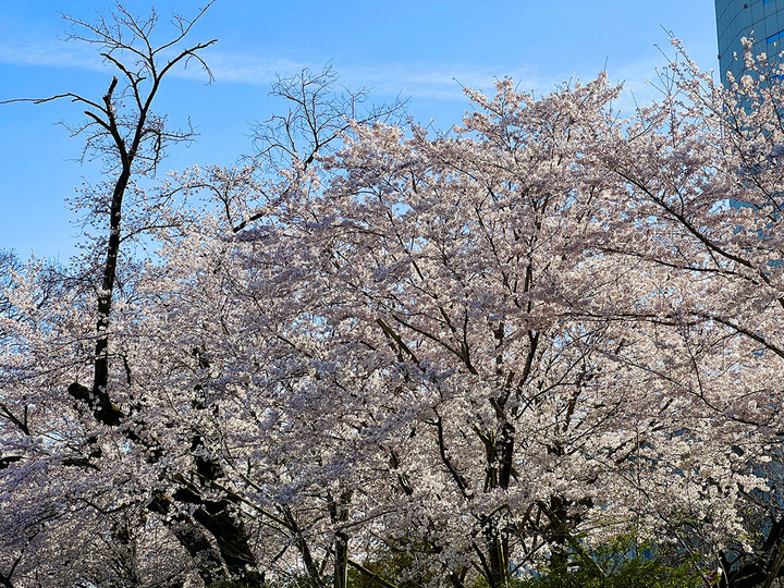 20220402sakura