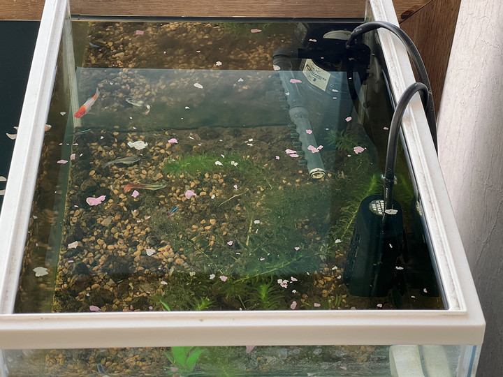 20240219ease_green_02