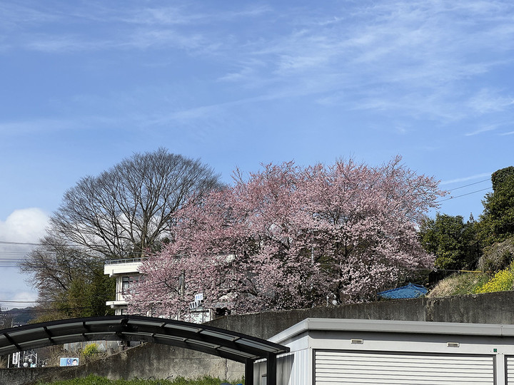 20240406sakura