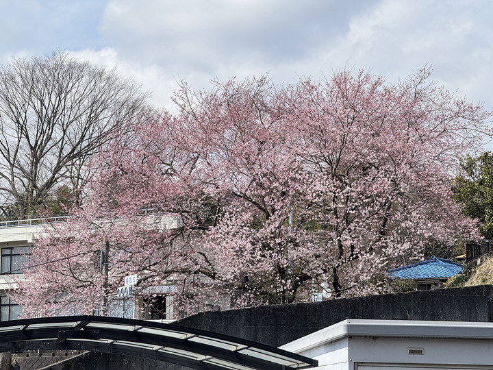20250406sakura
