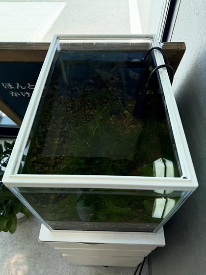 20260316ease_blue_blm_02